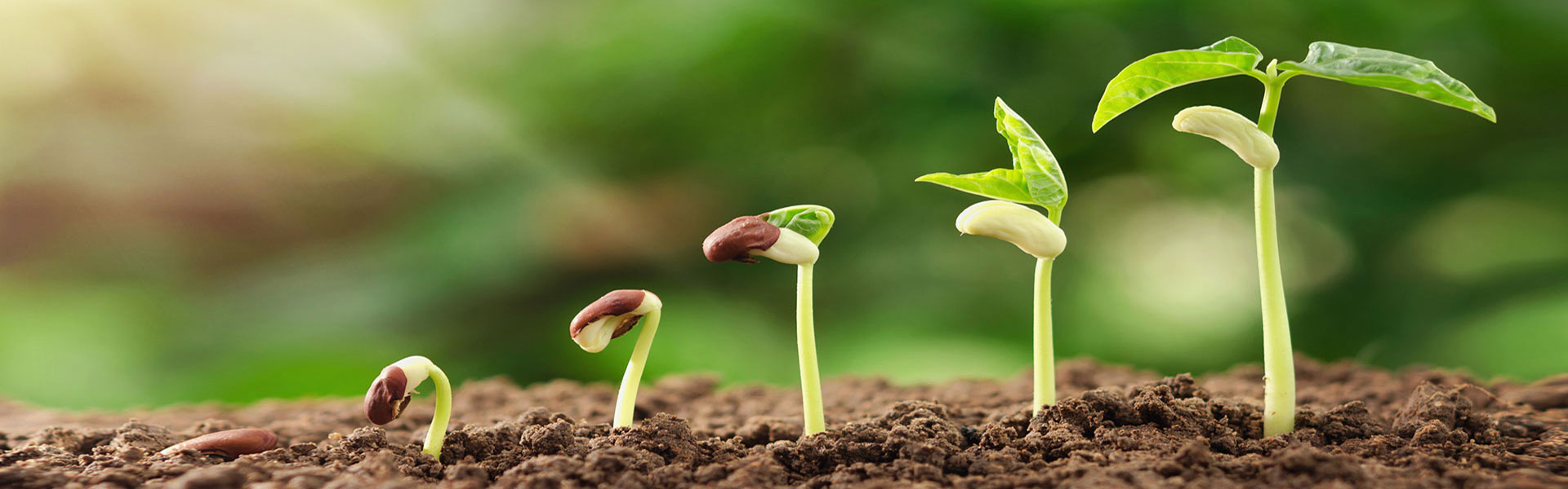 Lebenszyklus einer Pflanze: Wachstum und Gedeihung eines Samenkorns 